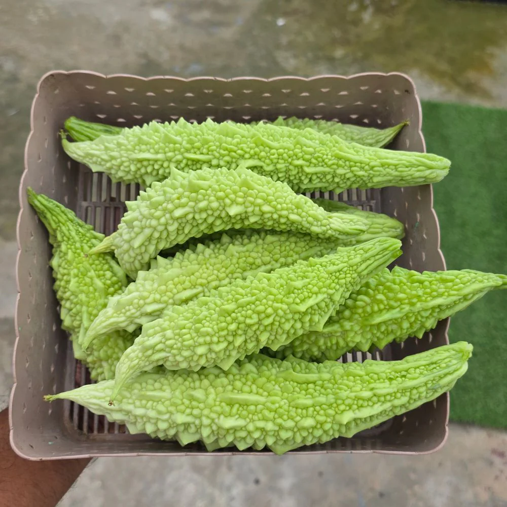 Bitter Gourd White Long Seeds - 10 Seeds (White Karela/ सफ़ेद करेला के बीज) Easy To grow, High Germination, High Yield Karela Seeds for Home Gardening - Image 3