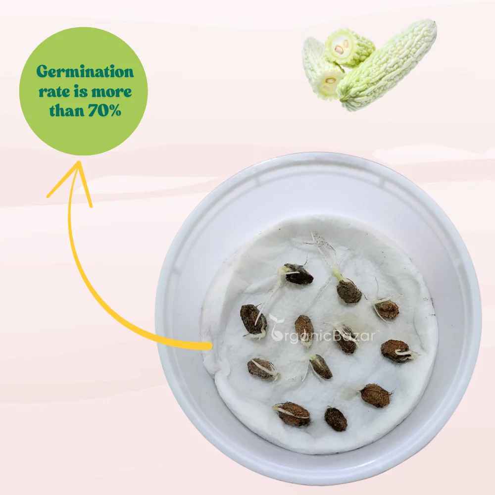 Bitter Gourd White Long Seeds - 10 Seeds (White Karela/ सफ़ेद करेला के बीज) Easy To grow, High Germination, High Yield Karela Seeds for Home Gardening - Image 5