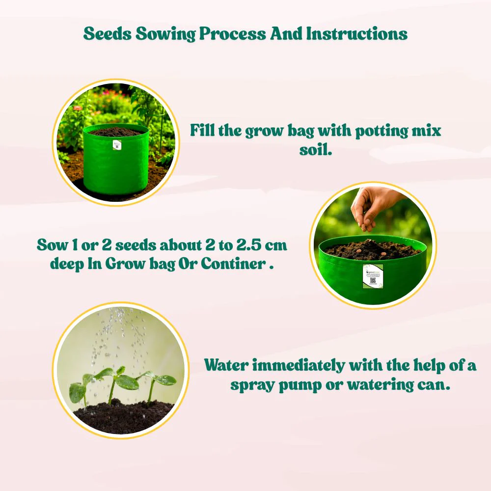 Bitter Gourd White Long Seeds - 10 Seeds (White Karela/ सफ़ेद करेला के बीज) Easy To grow, High Germination, High Yield Karela Seeds for Home Gardening - Image 6