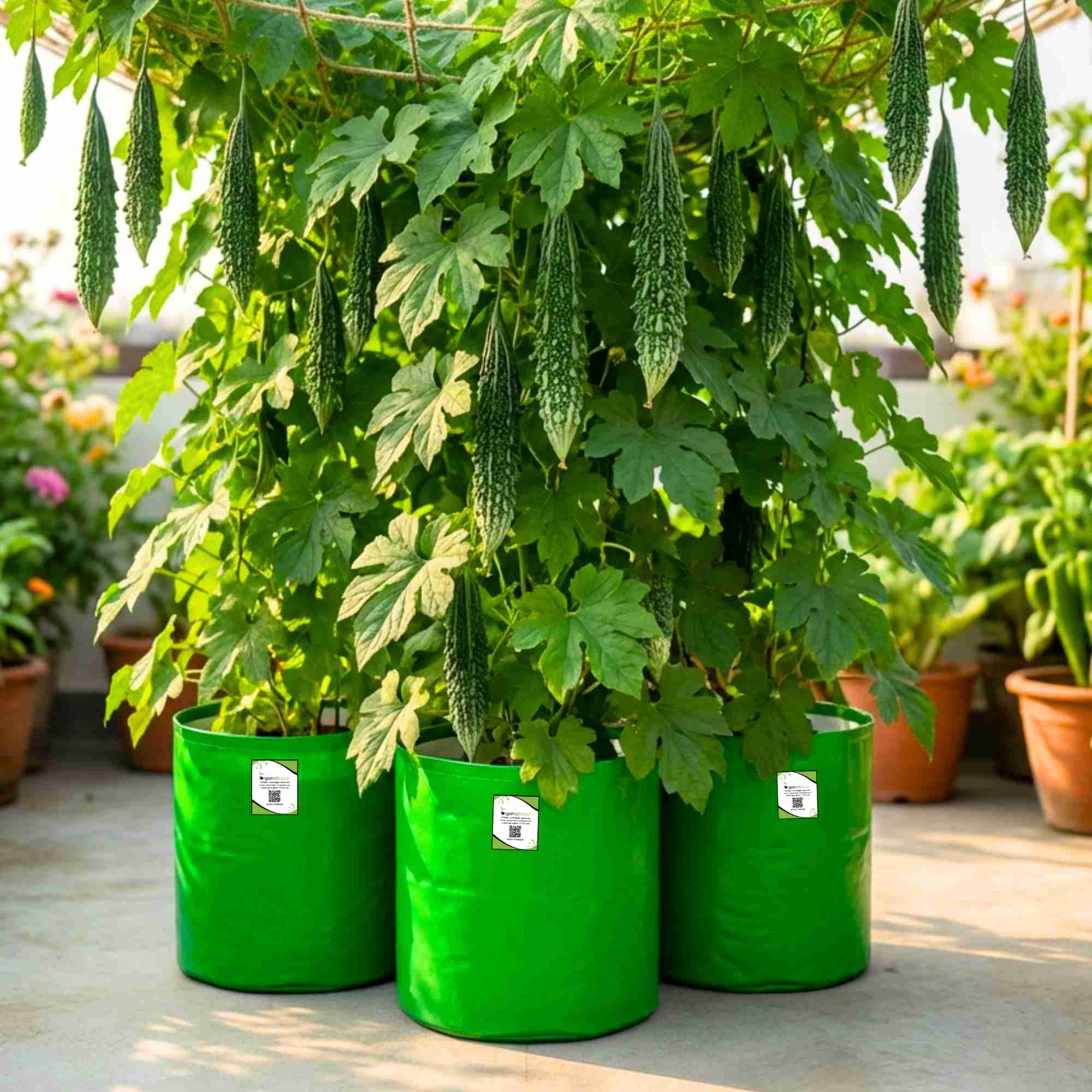 Bitter Gourd (Karela) Seeds Long - 12 Seeds (करेला के बीज) Easy To grow, High Germination, High Yield Karela Seeds for Home Gardening - Image 3