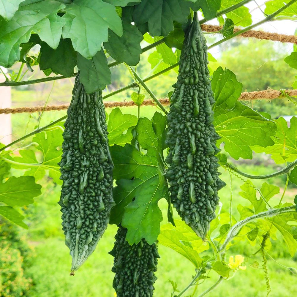Bitter Gourd (Karela) Seeds Long - 12 Seeds (करेला के बीज) Easy To grow, High Germination, High Yield Karela Seeds for Home Gardening - Image 4