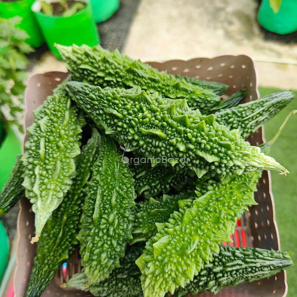 Bitter Gourd (Karela) Seeds Long - 12 Seeds (करेला के बीज) Easy To grow, High Germination, High Yield Karela Seeds for Home Gardening - Image 5