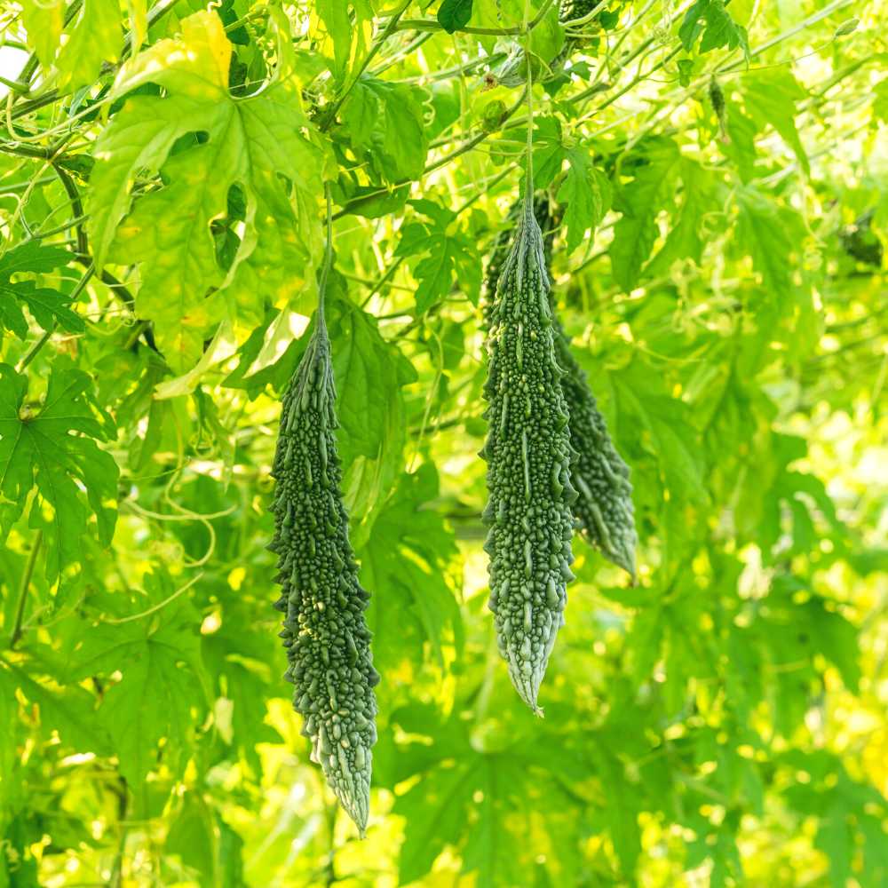 Bitter Gourd (Karela) Seeds Long - 12 Seeds (करेला के बीज) Easy To grow, High Germination, High Yield Karela Seeds for Home Gardening - Image 7