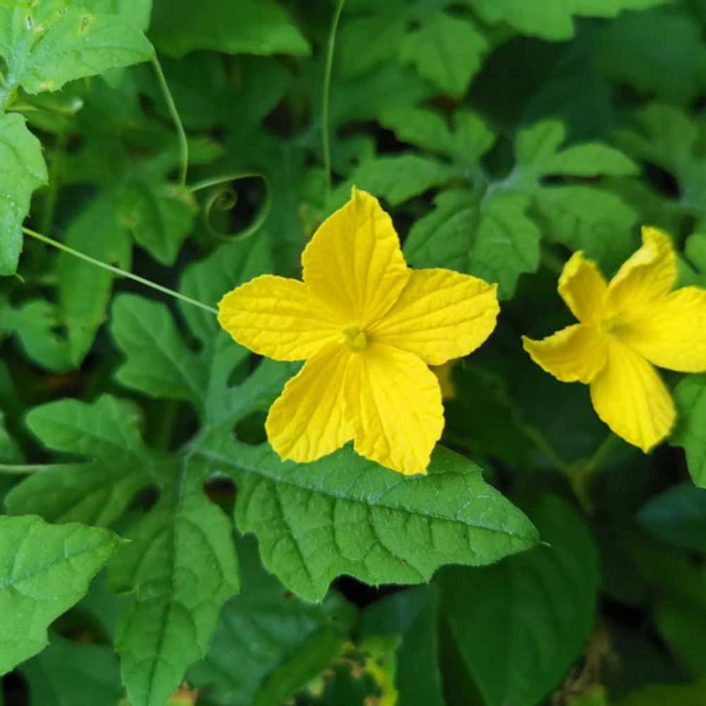 Bitter Gourd Small (Chhota Karela) Seeds - 12 Seeds (करेला के बीज) Easy To grow, High Germination, High Yield Karela Seeds for Home Gardening - Image 4