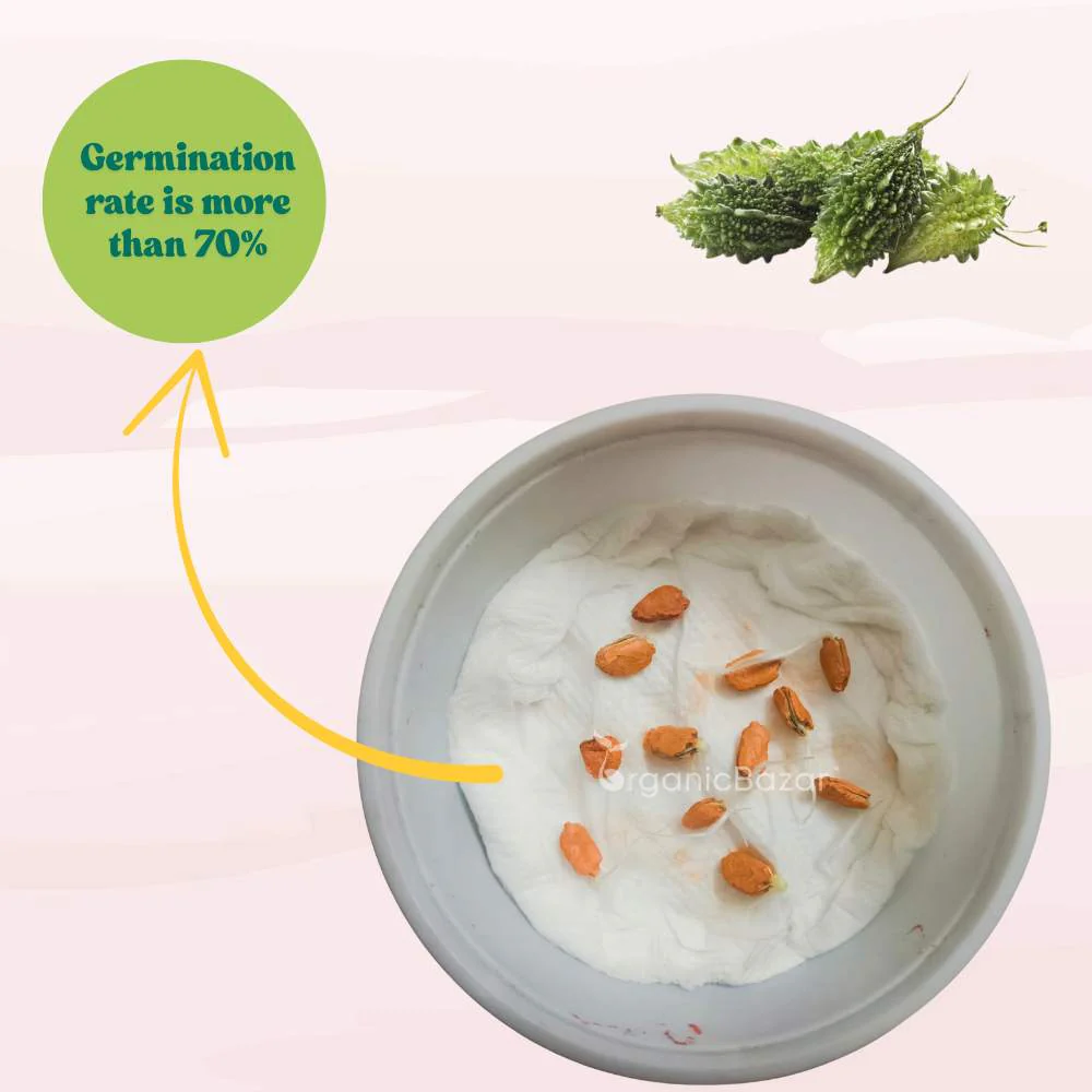Bitter Gourd Small (Chhota Karela) Seeds - 12 Seeds (करेला के बीज) Easy To grow, High Germination, High Yield Karela Seeds for Home Gardening - Image 6