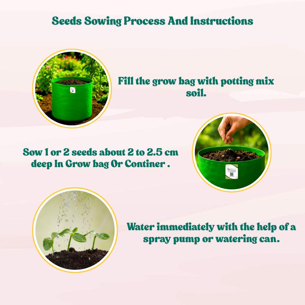 Bitter Gourd Small (Chhota Karela) Seeds - 12 Seeds (करेला के बीज) Easy To grow, High Germination, High Yield Karela Seeds for Home Gardening - Image 7