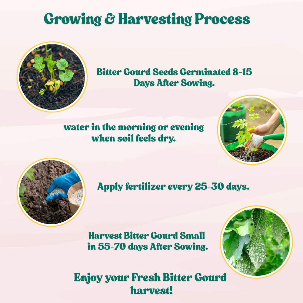 Bitter Gourd Small (Chhota Karela) Seeds - 12 Seeds (करेला के बीज) Easy To grow, High Germination, High Yield Karela Seeds for Home Gardening - Image 8
