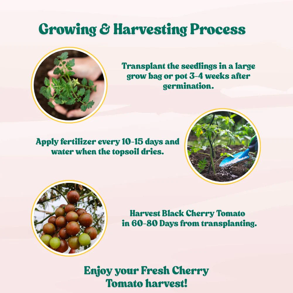 Black Cherry Tomato Seeds (30 Seeds) High Germination/ Easy to Grow/ Ideal for Terrace/Kitchen Gardening - Image 8