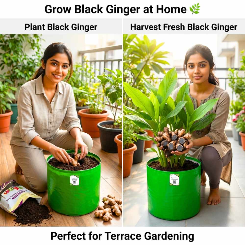 Black Ginger/Kaempferia parviflora Root/Seeds For Planting/Growing/Sowing - Image 2
