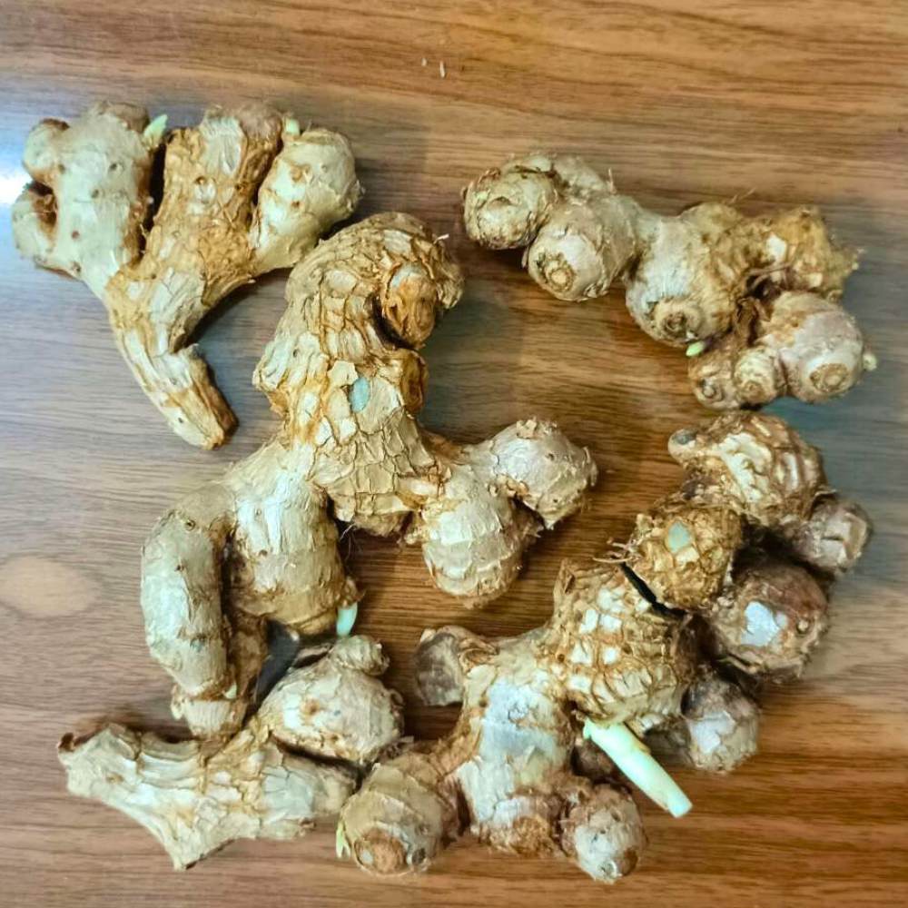 Black Ginger/Kaempferia parviflora Root/Seeds For Planting/Growing/Sowing - Image 4