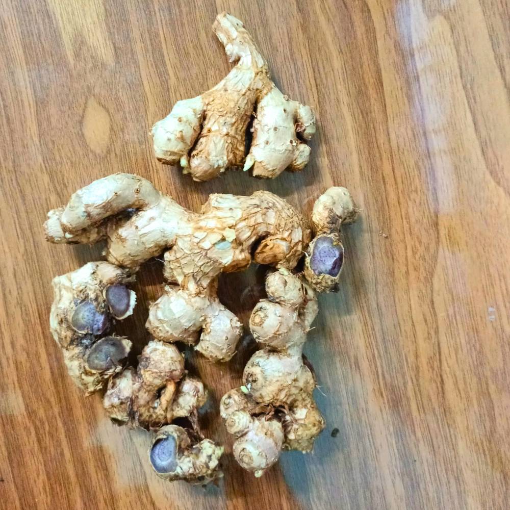 Black Ginger/Kaempferia parviflora Root/Seeds For Planting/Growing/Sowing - Image 5