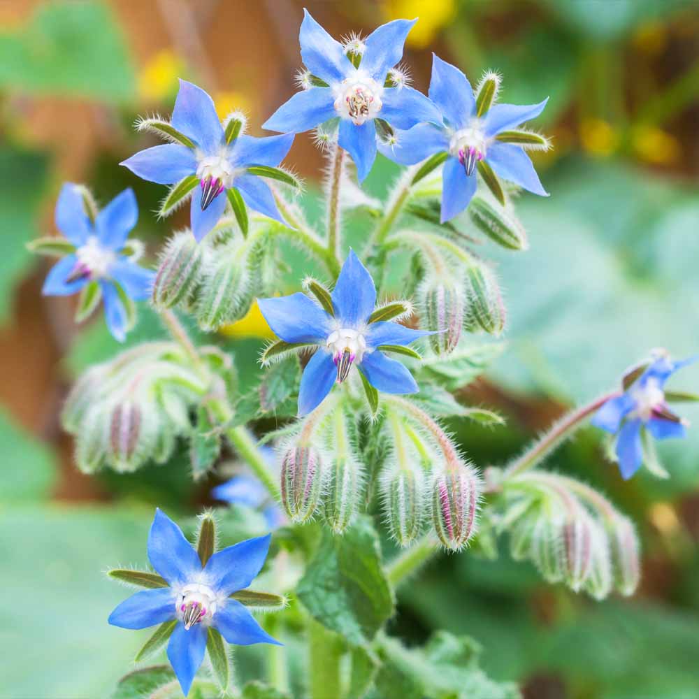 Borage Seeds (50 Seeds) Premium Quality for Home Gardening - Image 2