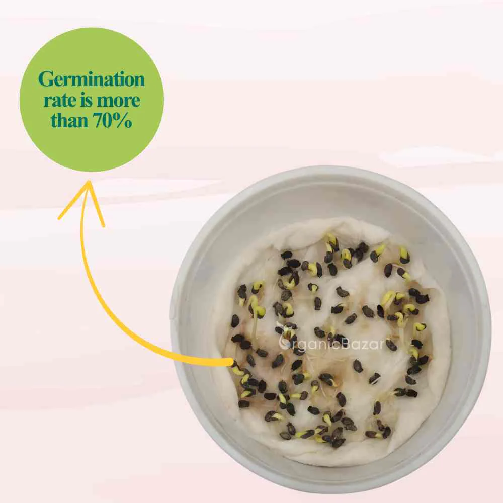 Borage Microgreen Seeds (10g) - Image 4