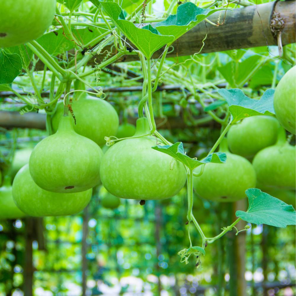 Bottle Gourd Round Seeds - 12 Seeds (गोल लौकी के बीज) Easy To grow, High Germination, High Yield,  Perfect Seeds for Terrace gardening - Image 2