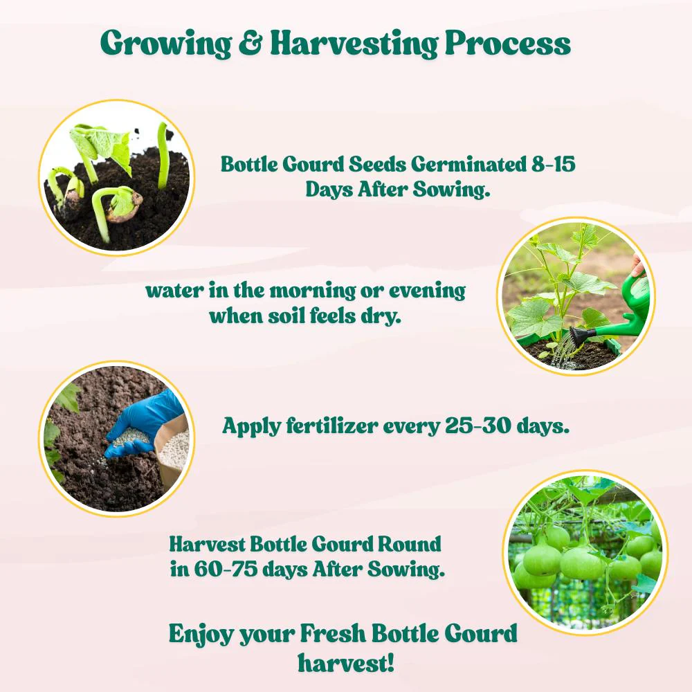 Bottle Gourd Round Seeds - 12 Seeds (गोल लौकी के बीज) Easy To grow, High Germination, High Yield,  Perfect Seeds for Terrace gardening - Image 7
