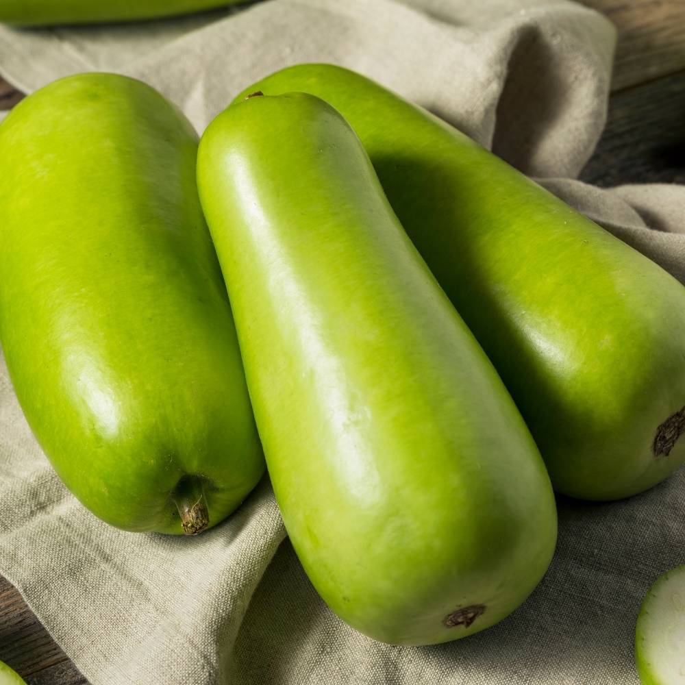 Bottle Gourd (Short And Thick) Seeds - 12 Seeds (Lauki/ Ghiya/ लौकी के बीज) Easy To grow, High Germination, High Yield,  Perfect Seeds for Terrace gardening - Image 2