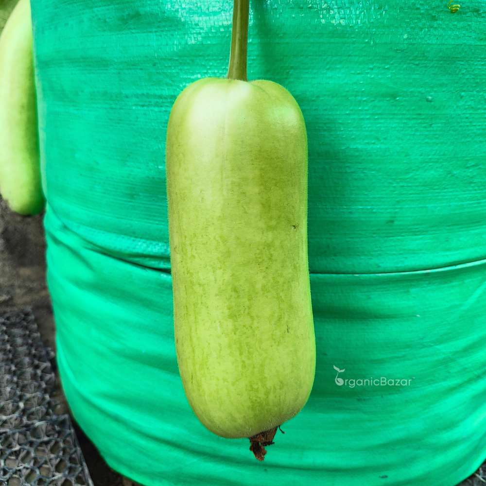 Bottle Gourd (Short And Thick) Seeds - 12 Seeds (Lauki/ Ghiya/ लौकी के बीज) Easy To grow, High Germination, High Yield,  Perfect Seeds for Terrace gardening - Image 3