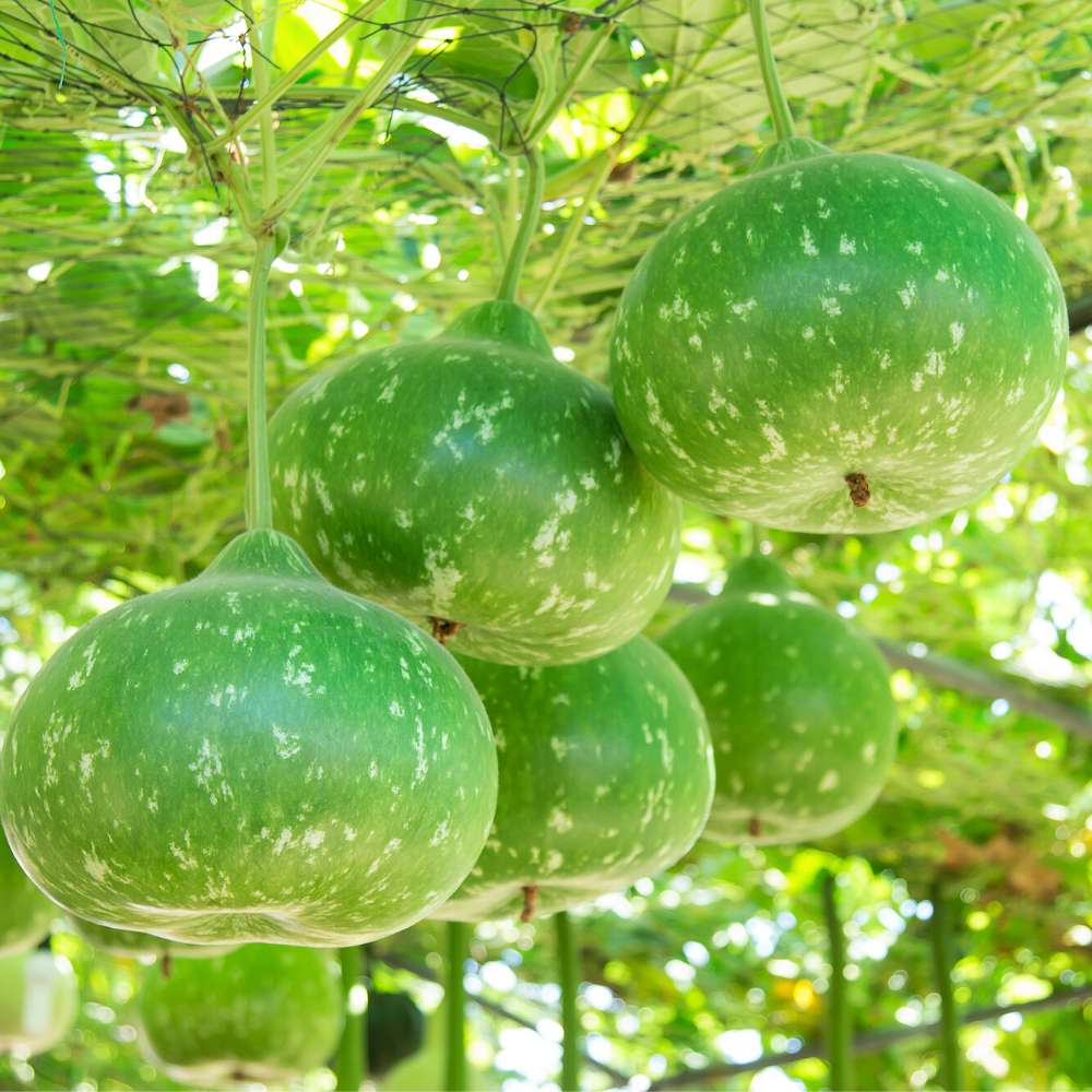 Bottle Gourd Round Dark Green With (Spots) F1 Hybrid Seeds - 08 Seeds (Gol Lauki/ Ghiya/ गोल लौकी के बीज) Easy To grow, High Germination, High Yield, Perfect Seeds for Terrace gardening - Image 2