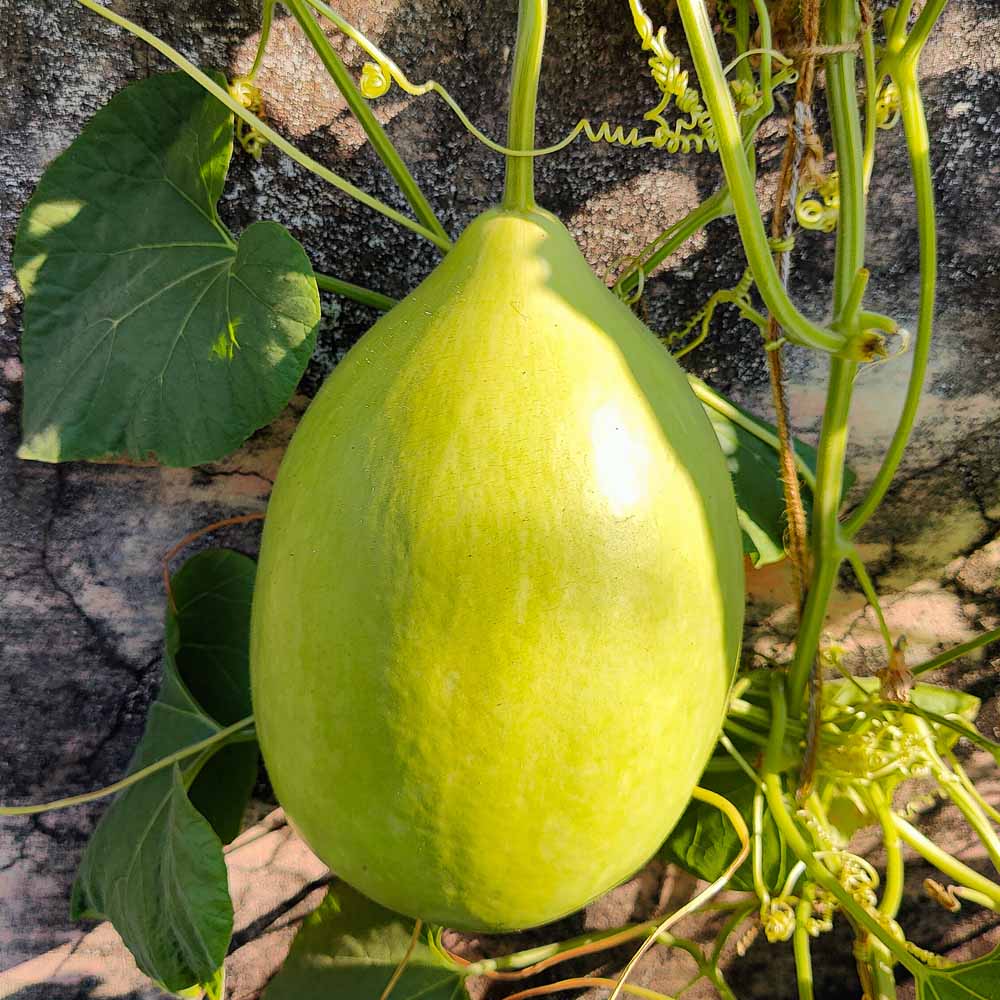Bottle Gourd (Lauki / Ghiya) Oval Round Seeds - 12 Seeds (गोल लौकी के बीज) Easy To grow, High Germination, High Yield,  Perfect Seeds for Terrace gardening - Image 2