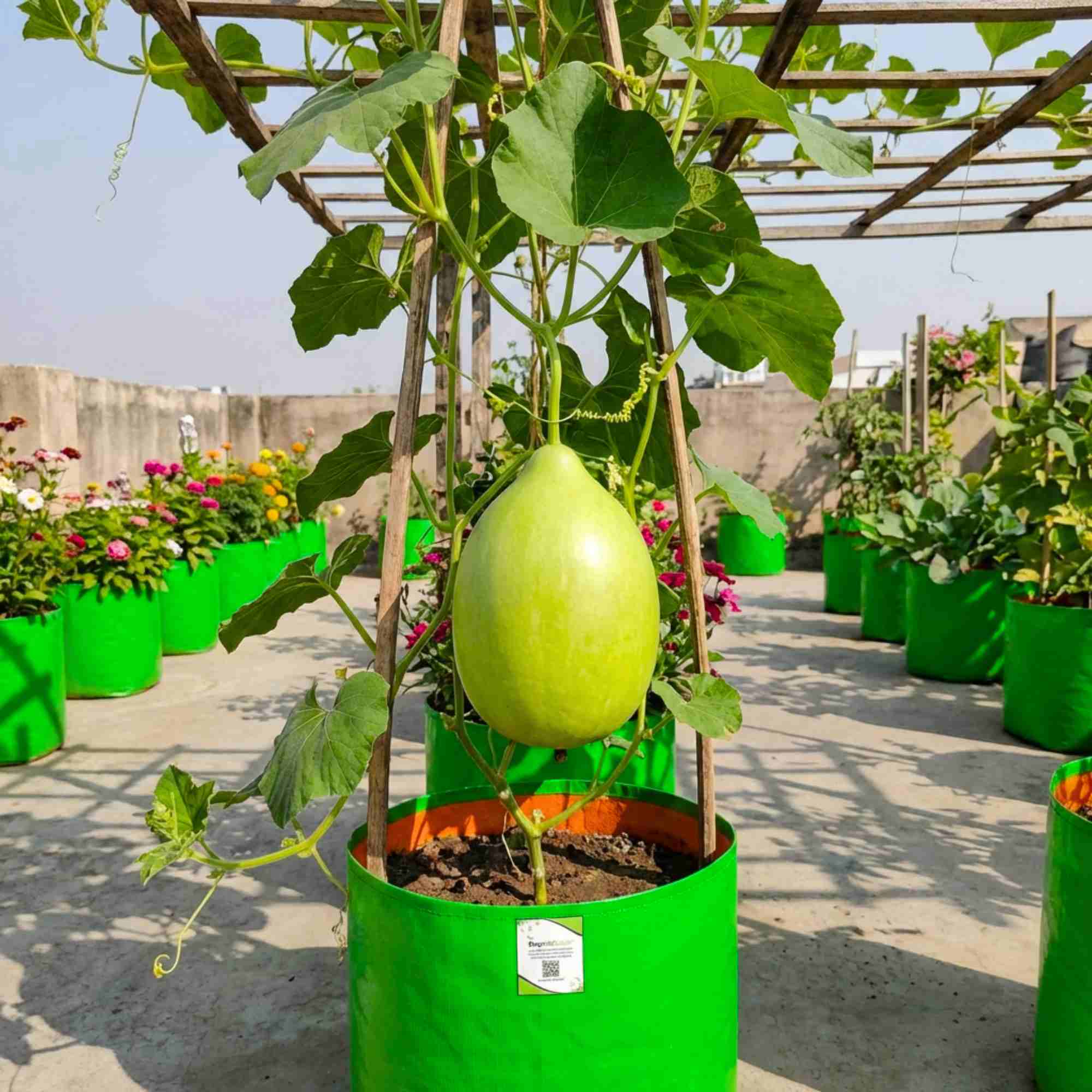 Bottle Gourd (Lauki / Ghiya) Oval Round Seeds - 12 Seeds (गोल लौकी के बीज) Easy To grow, High Germination, High Yield,  Perfect Seeds for Terrace gardening - Image 3