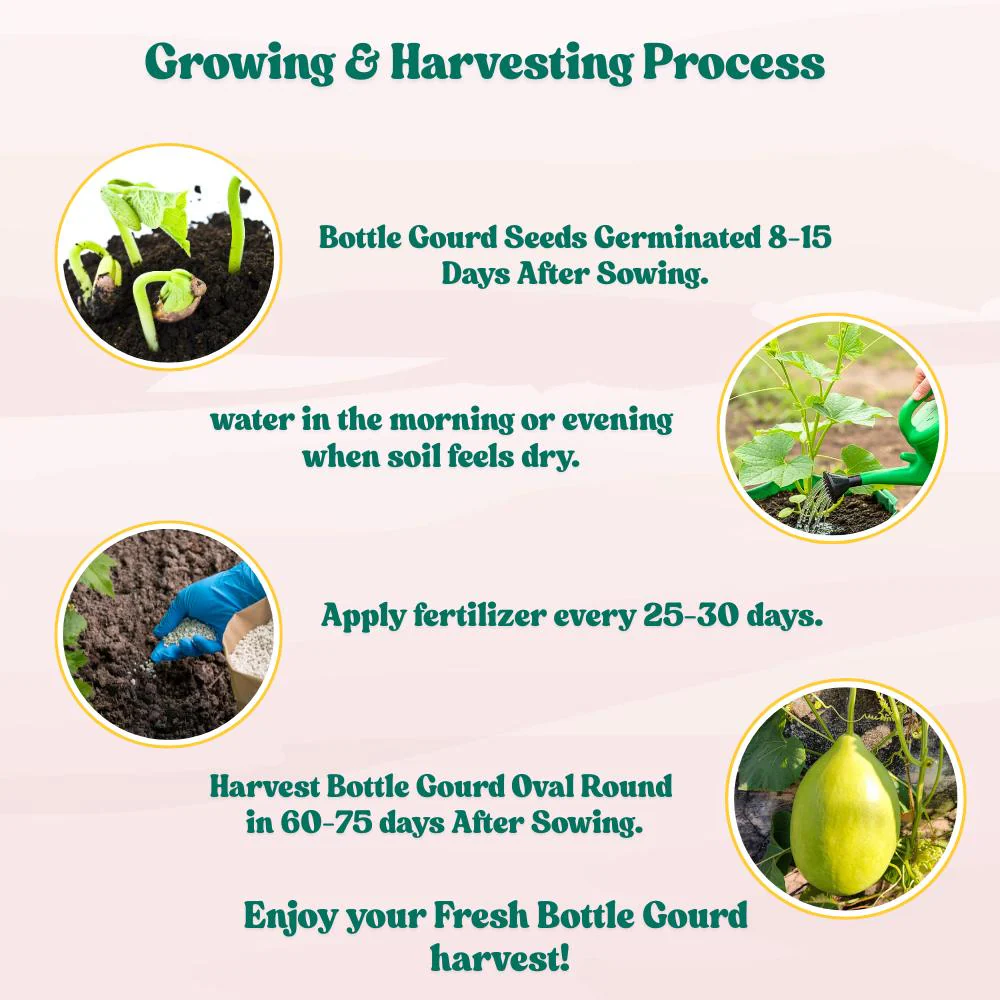 Bottle Gourd (Lauki / Ghiya) Oval Round Seeds - 12 Seeds (गोल लौकी के बीज) Easy To grow, High Germination, High Yield,  Perfect Seeds for Terrace gardening - Image 8