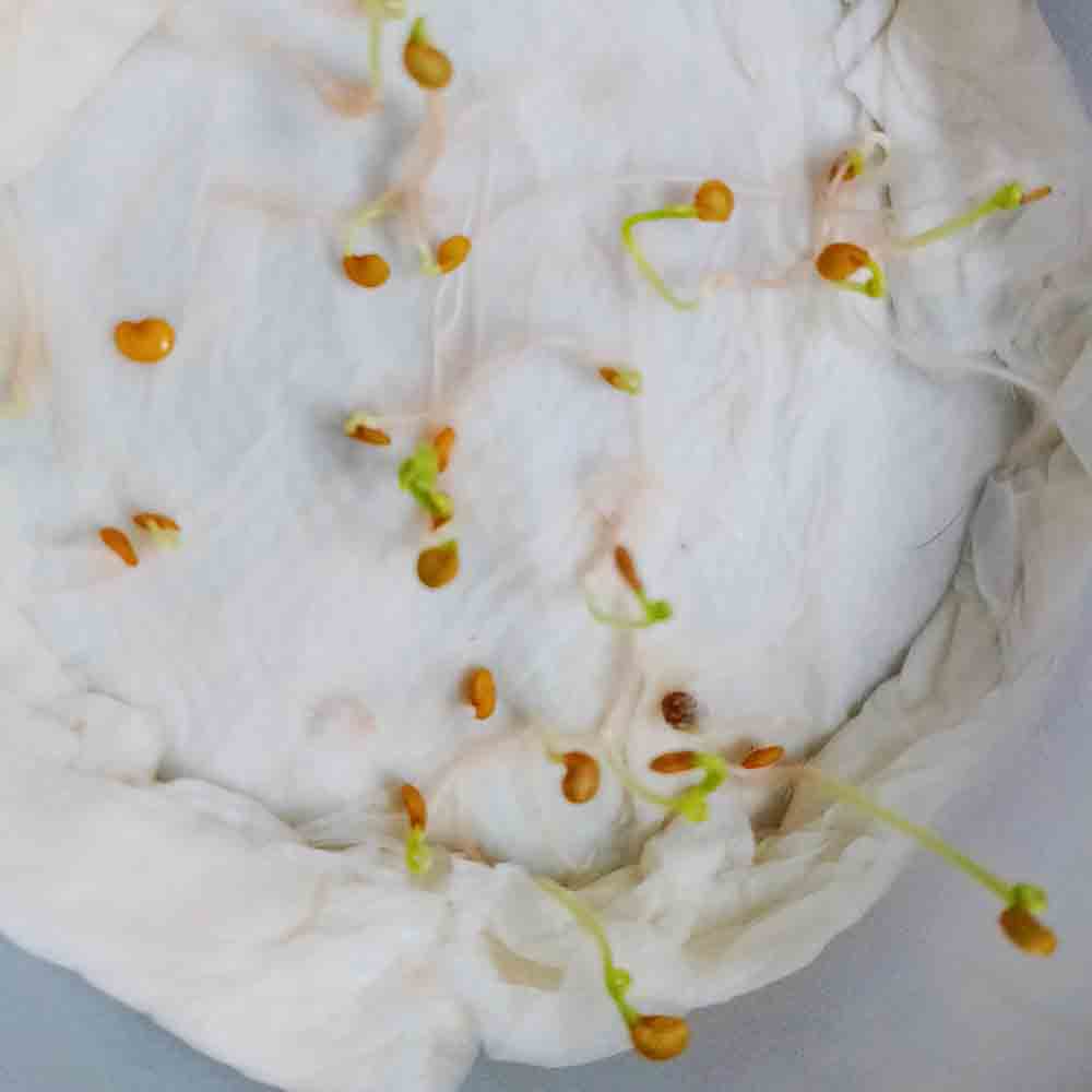 Brinjal F1 Long Verde Hybrid Seeds (Baingan/Eggplant/बैंगन के बीज) - Image 3