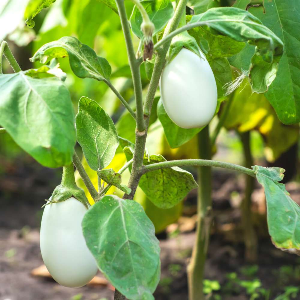 Brinjal White (Oblong Type) Seeds - (50 Seeds) High Germination/ High Yield / Ideal for Terrace/Kitchen Gardening (Baingan/eggplant/ बैंगन के बीज) - Image 3