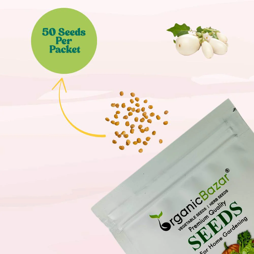 Brinjal White (Oblong Type) Seeds - (50 Seeds) High Germination/ High Yield / Ideal for Terrace/Kitchen Gardening (Baingan/eggplant/ बैंगन के बीज) - Image 4