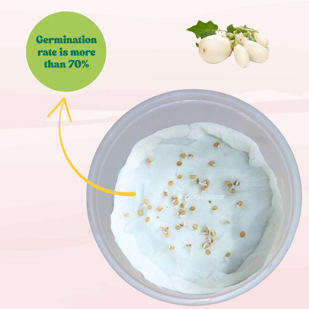 Brinjal White (Oblong Type) Seeds - (50 Seeds) High Germination/ High Yield / Ideal for Terrace/Kitchen Gardening (Baingan/eggplant/ बैंगन के बीज) - Image 5