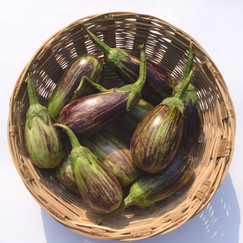 Brinjal Light Purple Green Variegated Seeds - (50 Seeds) High Germination/ High Yield / Ideal for Terrace/Kitchen Gardening (Baingan/eggplant/ बैंगन के बीज) - Image 2