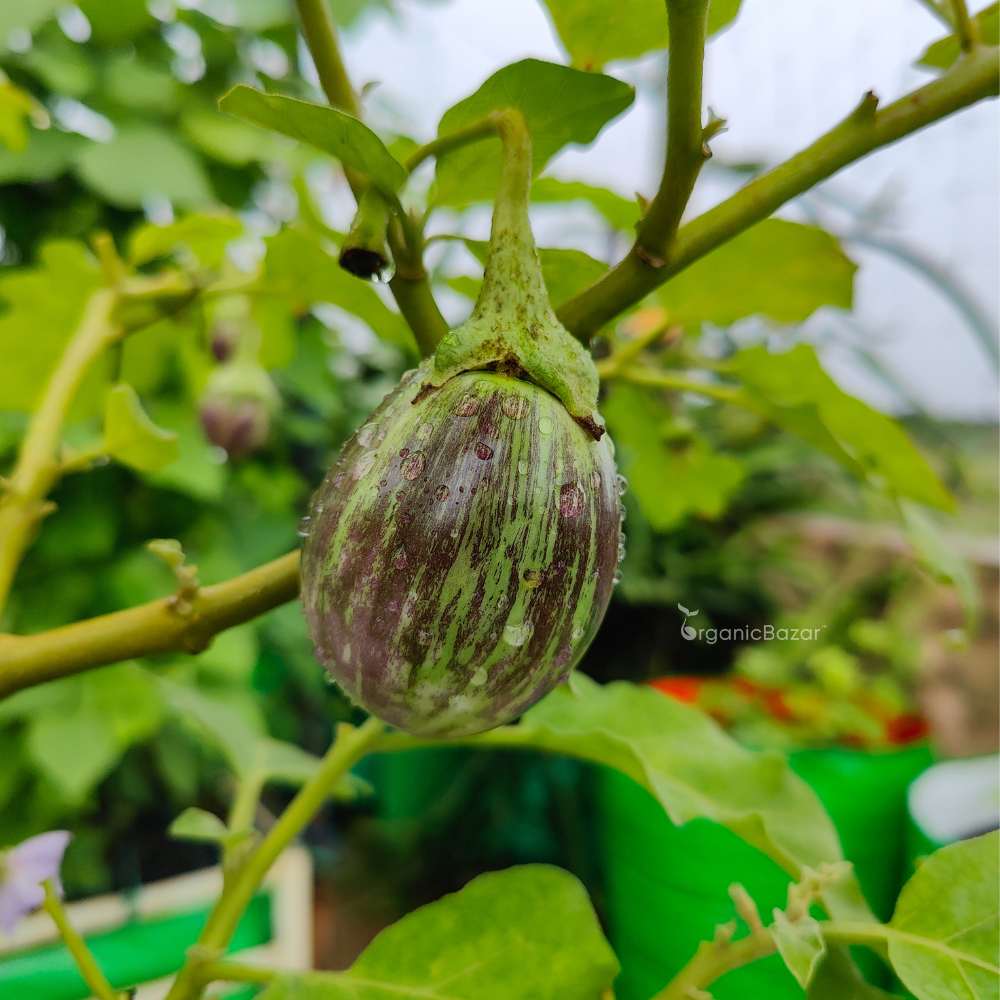 Brinjal Light Purple Green Variegated Seeds - (50 Seeds) High Germination/ High Yield / Ideal for Terrace/Kitchen Gardening (Baingan/eggplant/ बैंगन के बीज) - Image 4