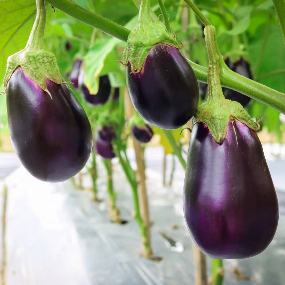 Brinjal Oval Dark Purple Seeds - (50 Seeds) High Germination/ High Yield / Ideal for Terrace/Kitchen Gardening (Bainganee Baingan/Eggplant/बैंगनी बैंगन के बीज) - Image 2
