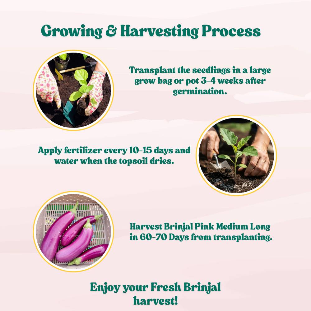 Brinjal Pink Medium Long Seeds - (50 Seeds) High Germination/ High Yield / Ideal for Terrace/Kitchen Gardening (Pink Baingan/Eggplant/गुलाबी बैंगन के बीज) - Image 7