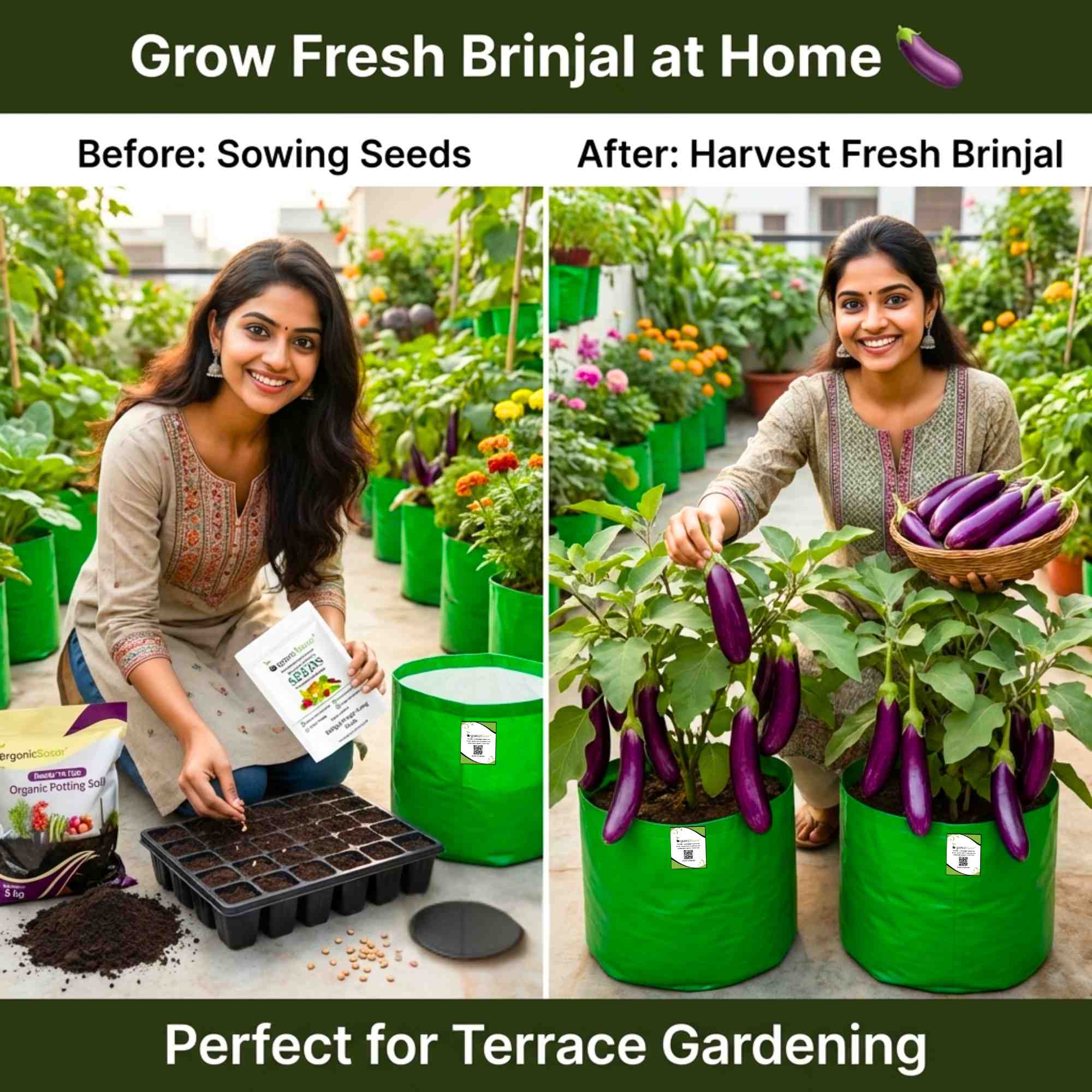 Brinjal Purple Long Seeds - (50 Seeds) High Germination/ High Yield / Ideal for Terrace/Kitchen Gardening  (Bainganee Baingan/Eggplant/बैंगनी बैंगन के बीज) - Image 2