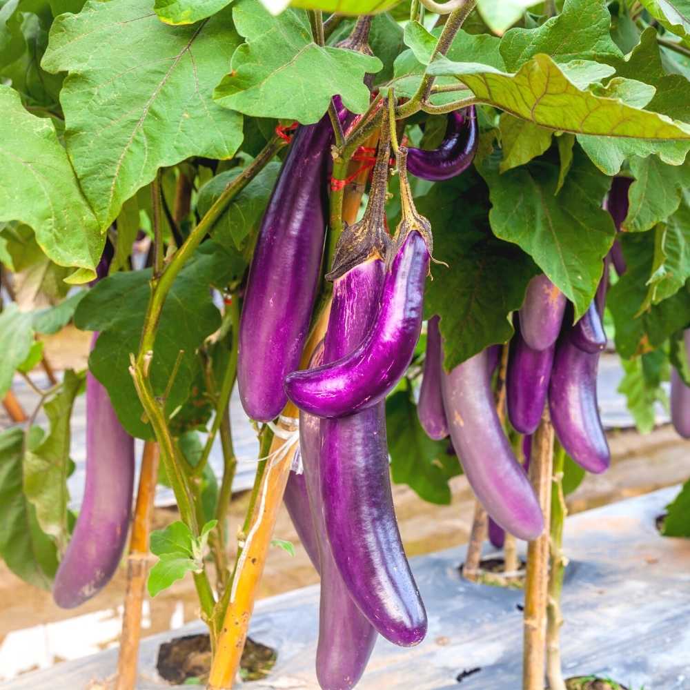 Brinjal Purple Long Seeds - (50 Seeds) High Germination/ High Yield / Ideal for Terrace/Kitchen Gardening  (Bainganee Baingan/Eggplant/बैंगनी बैंगन के बीज) - Image 3