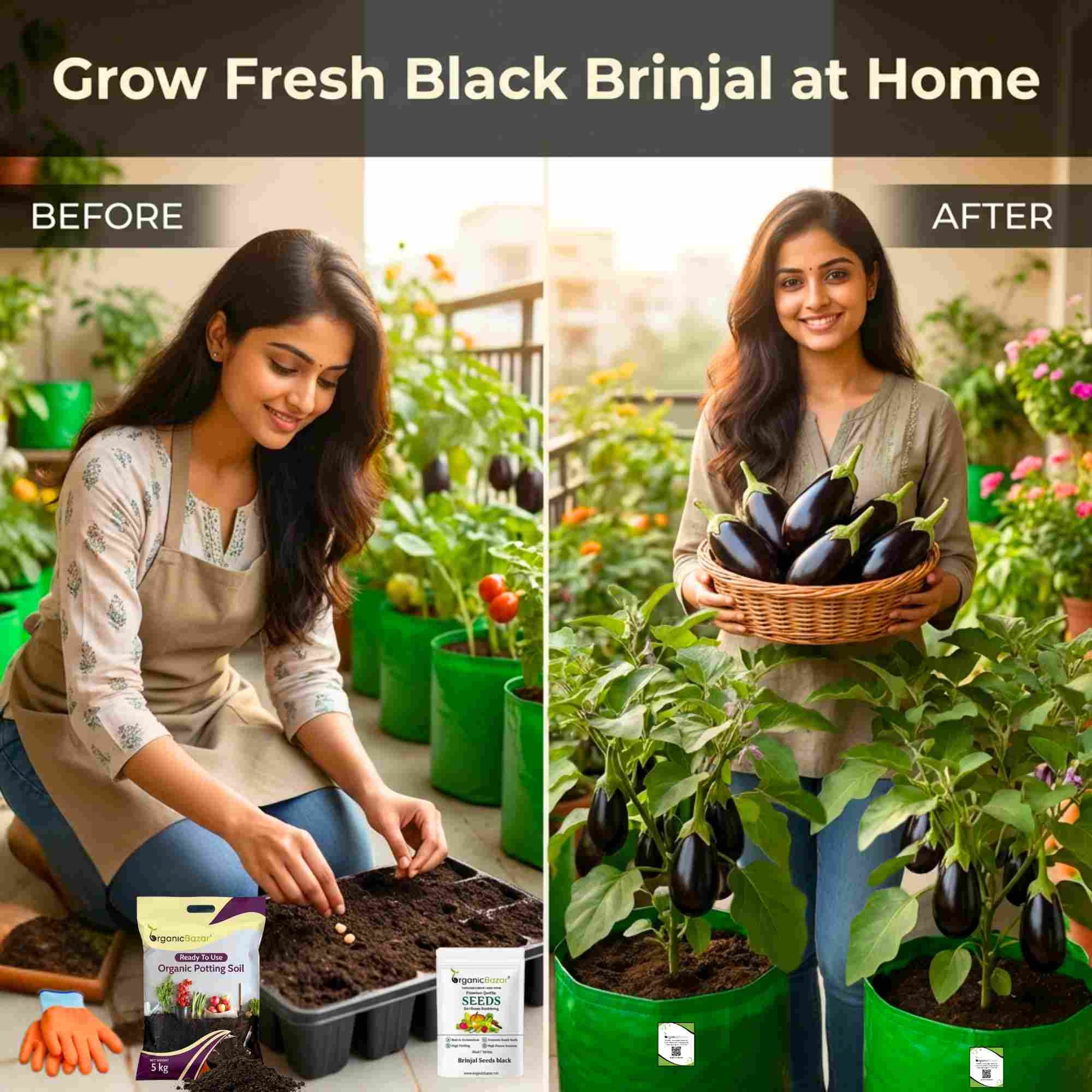 Brinjal Seeds Black - 50 Seeds) High Germination/ High Yield / Ideal for Terrace/Kitchen Gardening (Black Baingan/eggplant/ब्लैक बैंगन के बीज) - Image 3