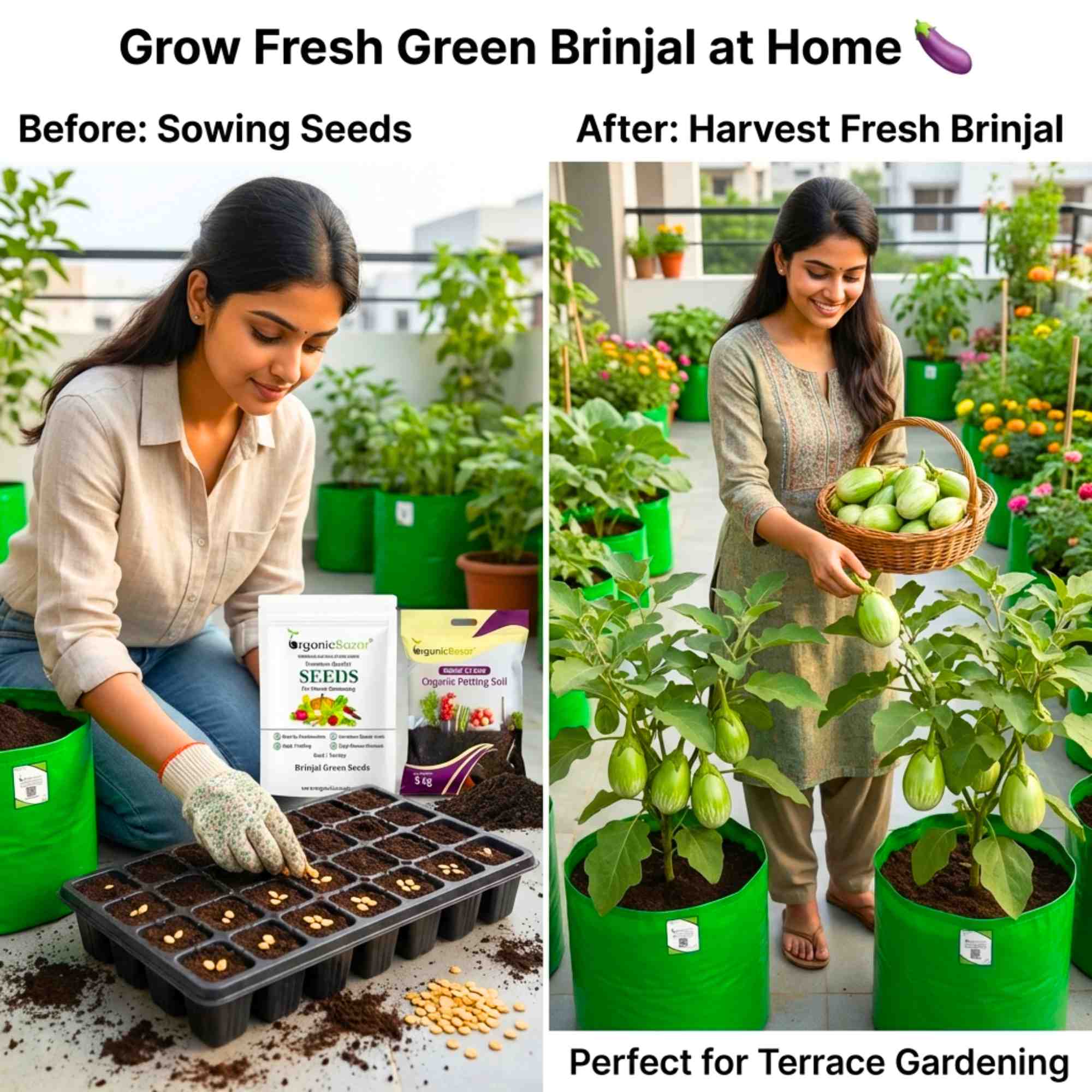 Brinjal Green Seeds - (50 Seeds) High Germination/ High Yield / Ideal for Terrace/Kitchen Gardening (Hara Baingan/eggplant/हरा बैंगन के बीज) - Image 2