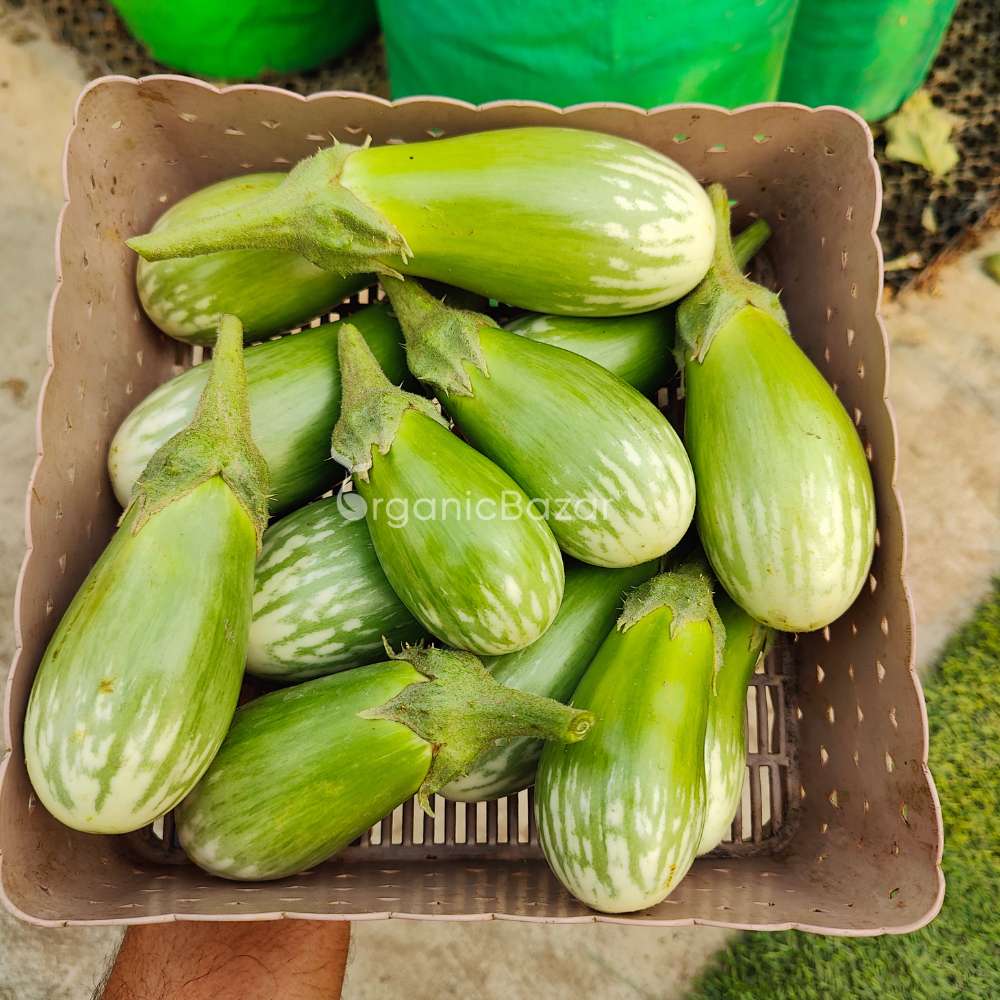 Brinjal Green Seeds - (50 Seeds) High Germination/ High Yield / Ideal for Terrace/Kitchen Gardening (Hara Baingan/eggplant/हरा बैंगन के बीज) - Image 3