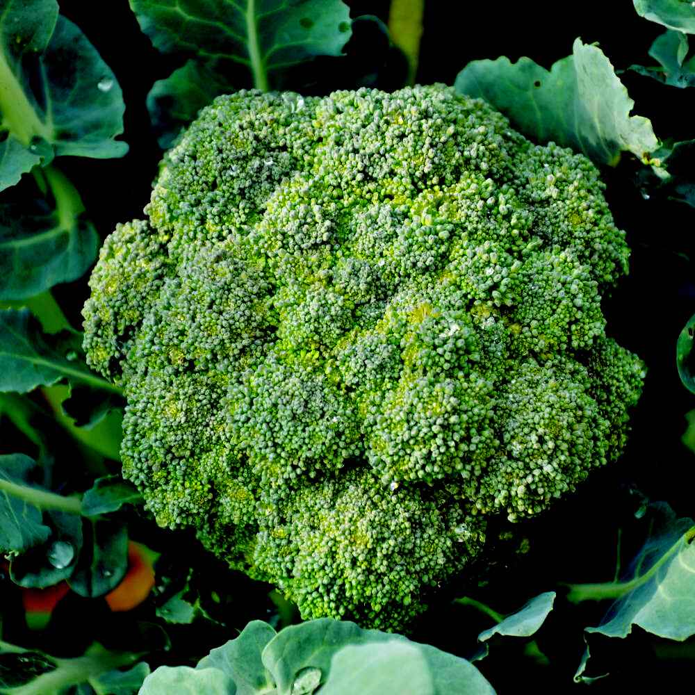 Broccoli Dark Green F1 Hybrid Seeds - 100 Seeds (Hari Gobhi/हरी गोभी/ब्रोकली के बीज) High Germination /Easy to Grow/Ideal for Terrace/Kitchen Gardening