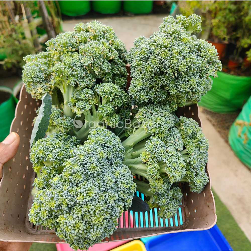 Broccoli Seeds - 150 Seeds (Hari Gobhi/हरी गोभी/ब्रोकली के बीज) High Germination /Easy to Grow/Ideal for Terrace/Kitchen Gardening - Image 3