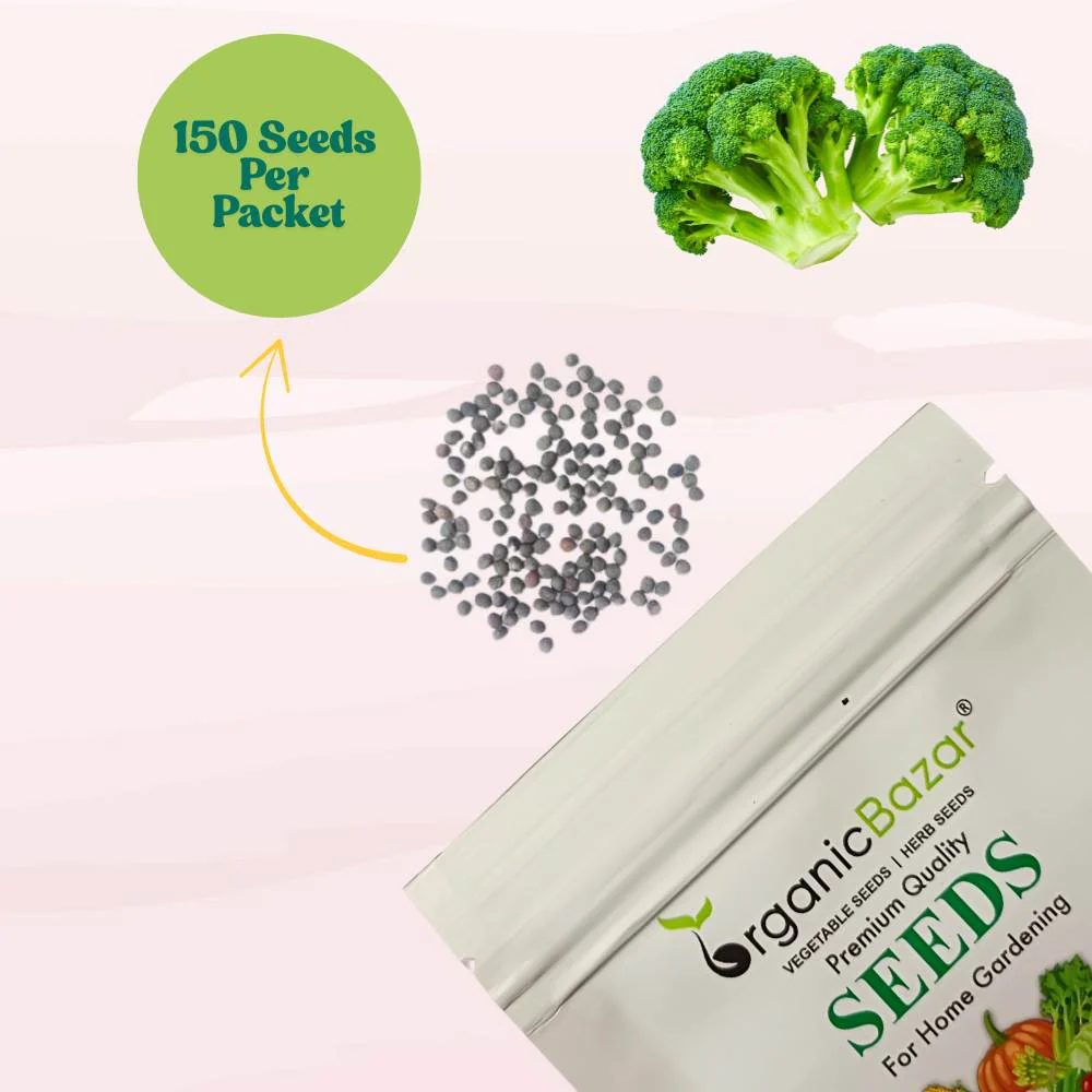 Broccoli Seeds - 150 Seeds (Hari Gobhi/हरी गोभी/ब्रोकली के बीज) High Germination /Easy to Grow/Ideal for Terrace/Kitchen Gardening - Image 4