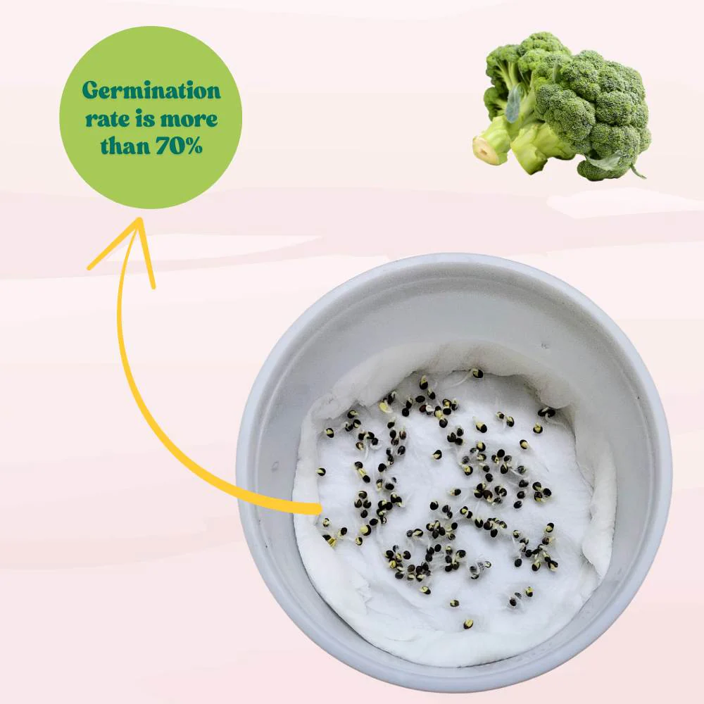 Broccoli Seeds - 150 Seeds (Hari Gobhi/हरी गोभी/ब्रोकली के बीज) High Germination /Easy to Grow/Ideal for Terrace/Kitchen Gardening - Image 5