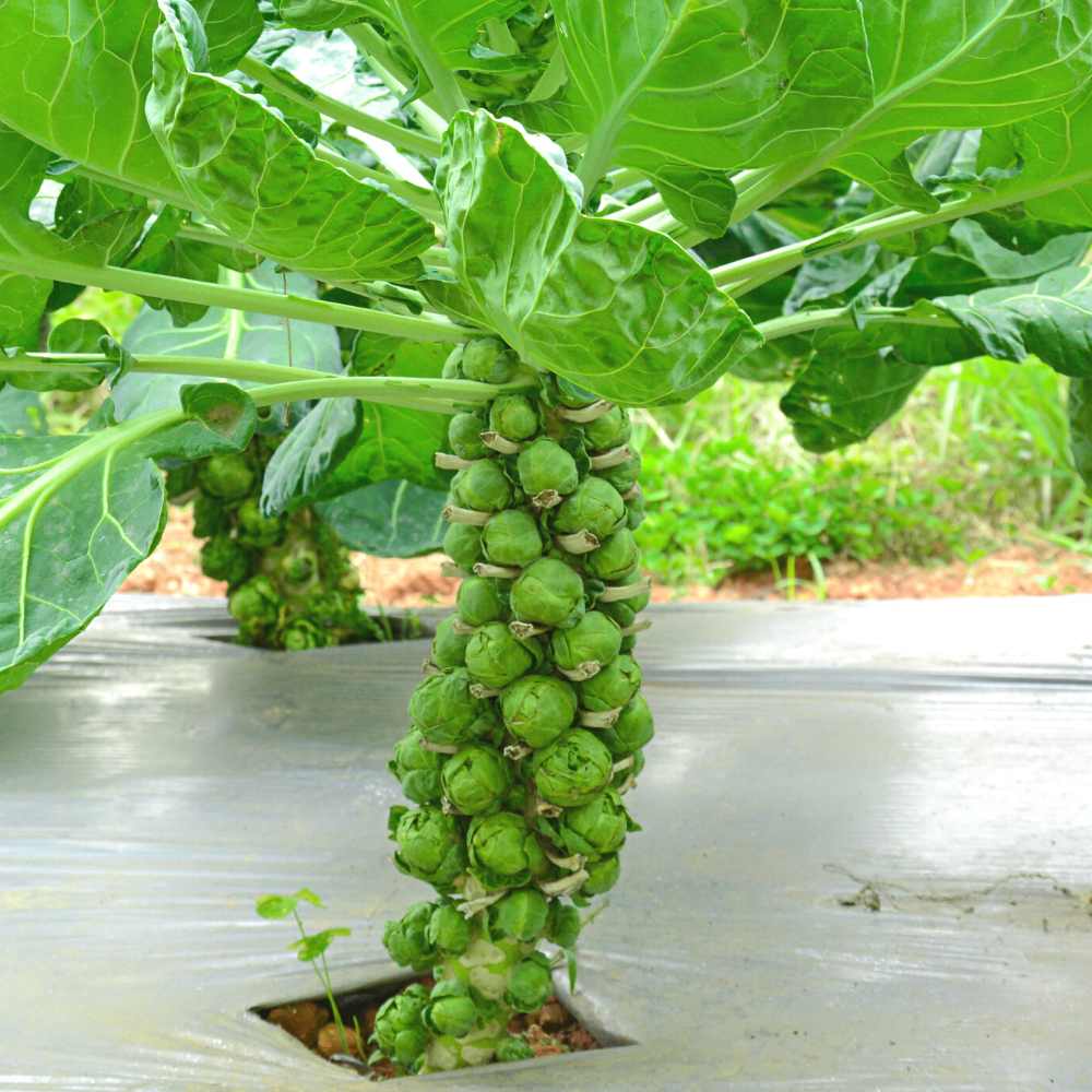 Brussels Sprouts Seeds - 150 Seeds (ब्रसेल्स स्प्राउट्स के बीज) High Germination /High yield /Ideal for Terrace/Kitchen Gardening - Image 3