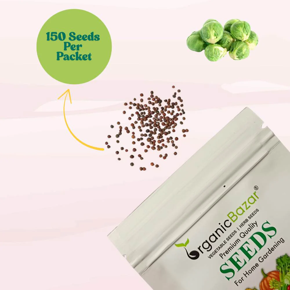 Brussels Sprouts Seeds - 150 Seeds (ब्रसेल्स स्प्राउट्स के बीज) High Germination /High yield /Ideal for Terrace/Kitchen Gardening - Image 4