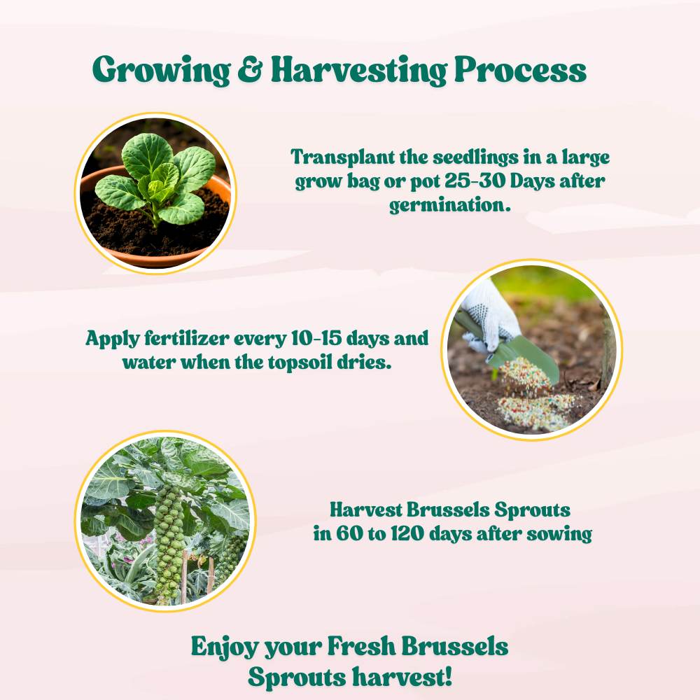 Brussels Sprouts Seeds - 150 Seeds (ब्रसेल्स स्प्राउट्स के बीज) High Germination /High yield /Ideal for Terrace/Kitchen Gardening - Image 7