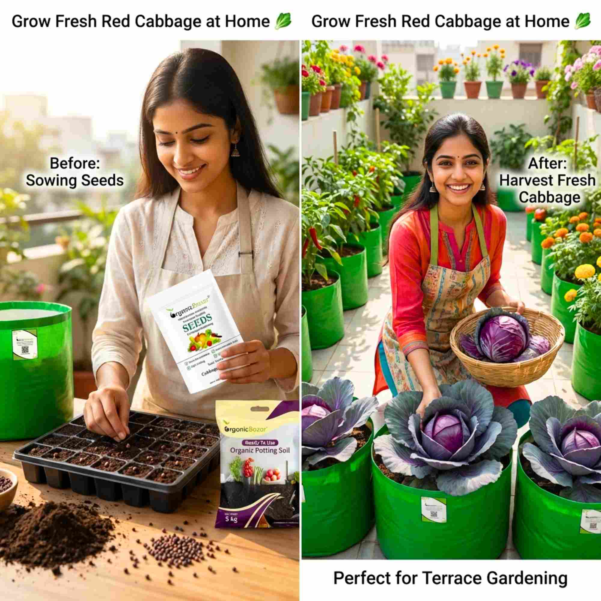 Cabbage Red Seeds - 150 Seeds (Lal Patta gobhi) (लाल पत्ता गोभी के बीज) High Germination / Easy to Grow / Ideal for Terrace/Kitchen Gardening - Image 2