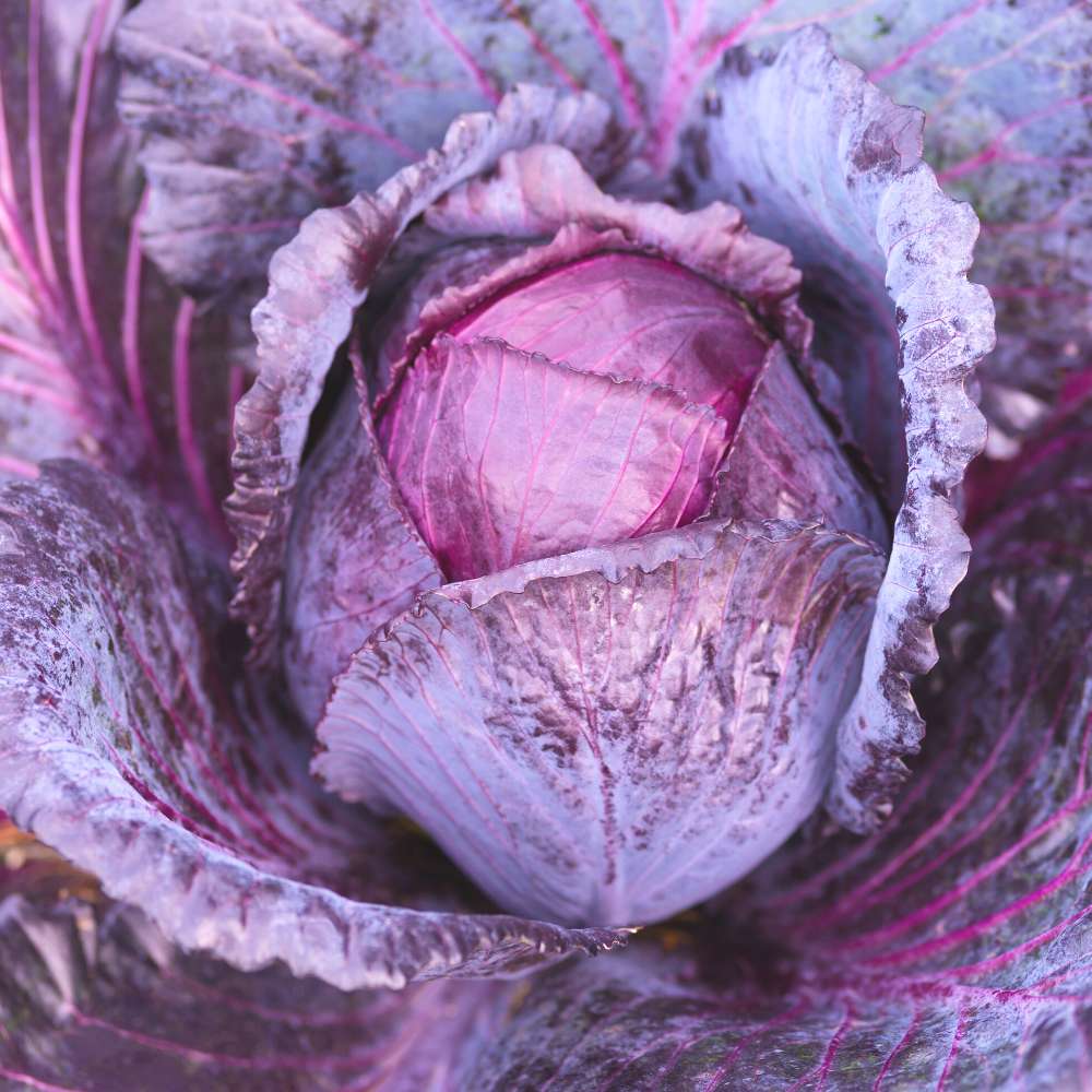Cabbage Red Seeds - 150 Seeds (Lal Patta gobhi) (लाल पत्ता गोभी के बीज) High Germination / Easy to Grow / Ideal for Terrace/Kitchen Gardening - Image 3