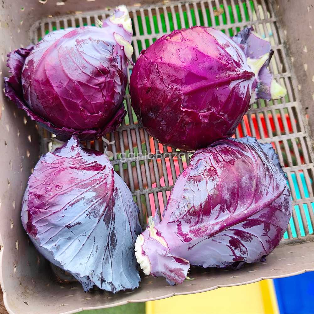 Cabbage Red Seeds - 150 Seeds (Lal Patta gobhi) (लाल पत्ता गोभी के बीज) High Germination / Easy to Grow / Ideal for Terrace/Kitchen Gardening - Image 4