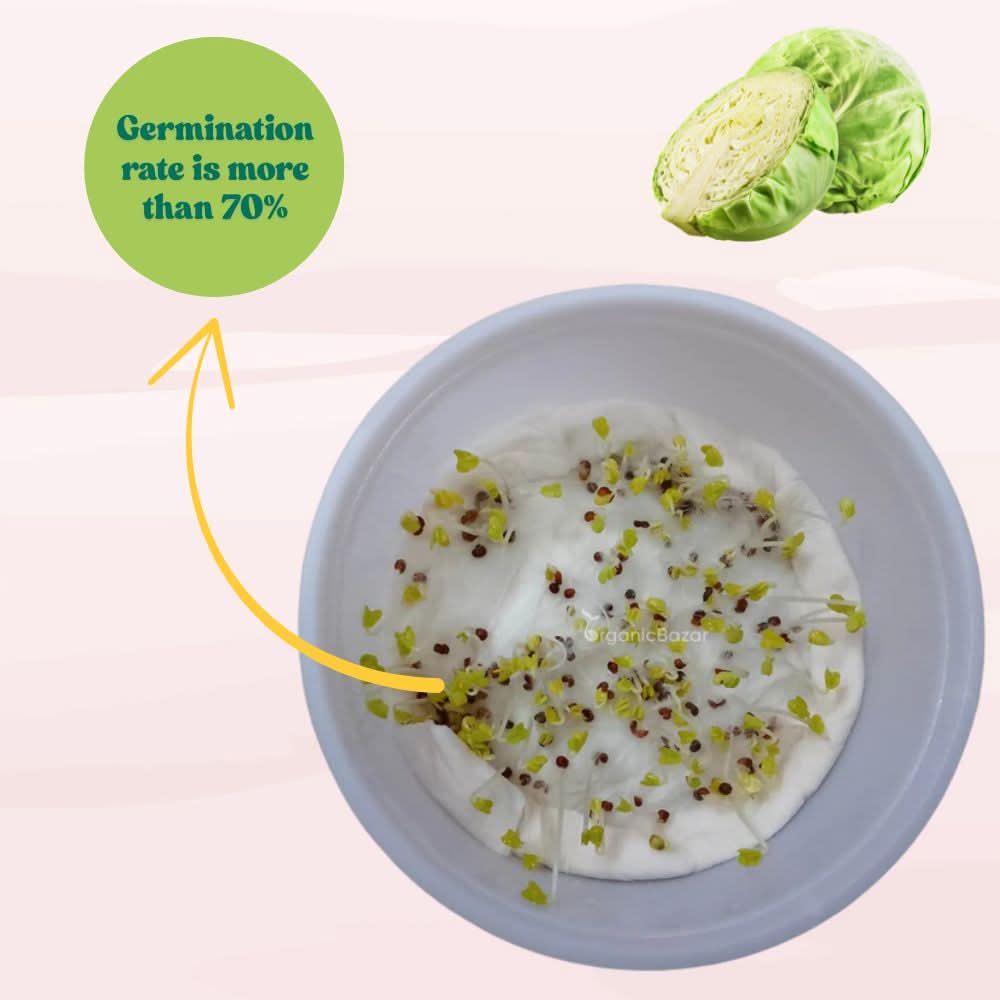 Cabbage (Patta Gobhi) Seeds - 150 Seeds (Hari Patta Gobhi/हरी पत्ता गोभी के बीज) High Germination / Easy to Grow / Ideal for Terrace/Kitchen Gardening - Image 5