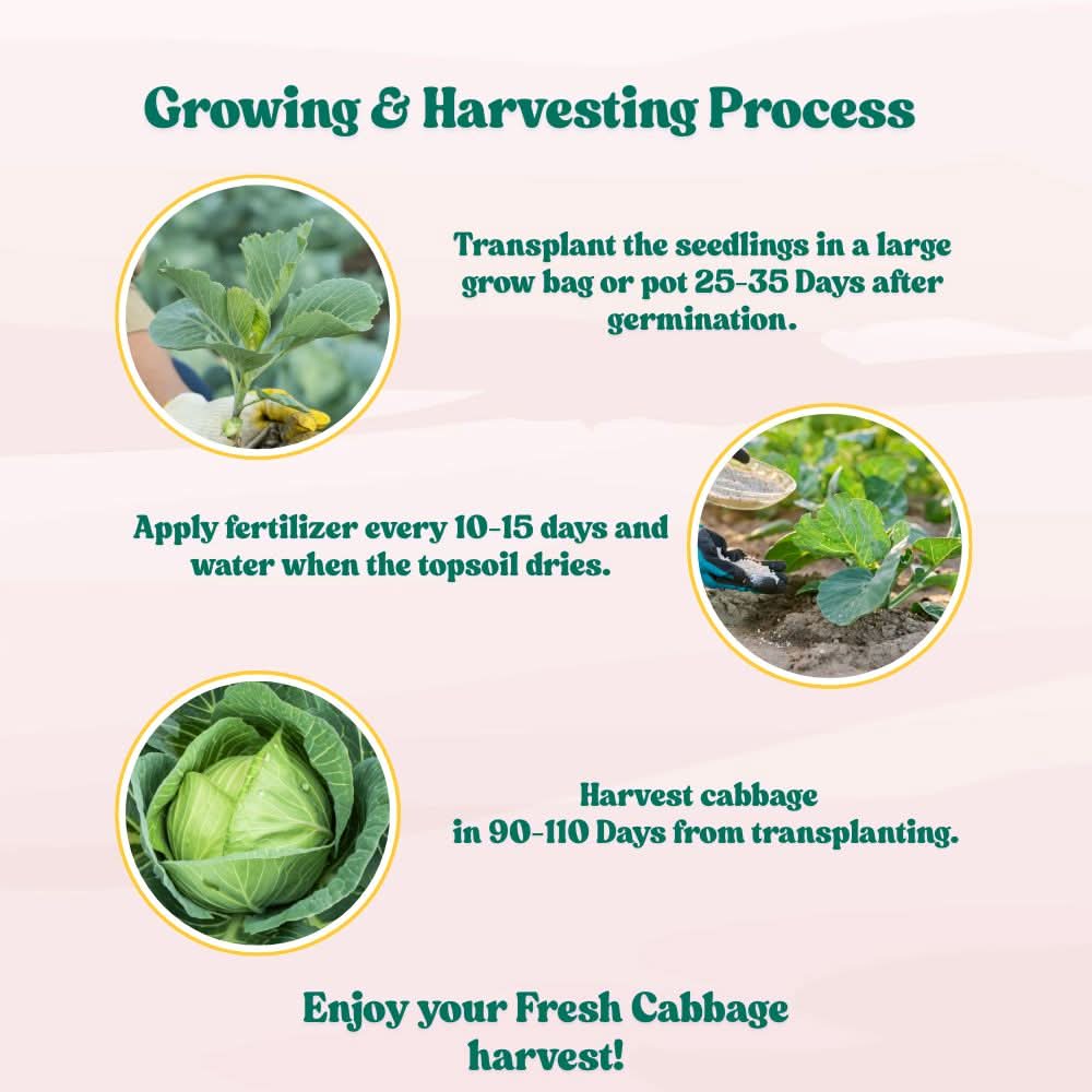 Cabbage (Patta Gobhi) Seeds - 150 Seeds (Hari Patta Gobhi/हरी पत्ता गोभी के बीज) High Germination / Easy to Grow / Ideal for Terrace/Kitchen Gardening - Image 7